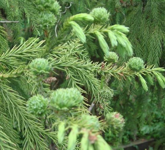 老中医可以给孩子起名吗,用中药名字给孩子取名可以吗