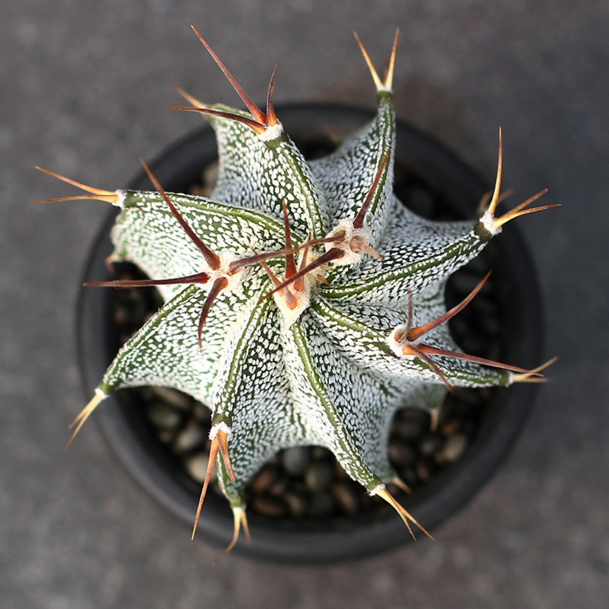 品种大全丨30个仙人球品种图鉴，每个都可爱肉萌到想要全部搬回家