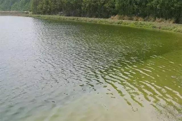 养南美白对虾水有农药了怎么解毒,大棚养南美白对虾的利润与成本