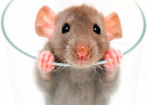 吃多少辣椒能辣死人,女生吃辣椒的危害有哪些