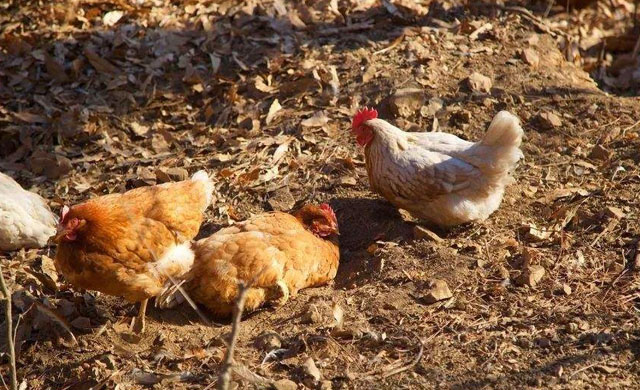 鸡拉白痢流鼻涕咳嗽用什么药最好,鸡拉白痢吃什么药好得快
