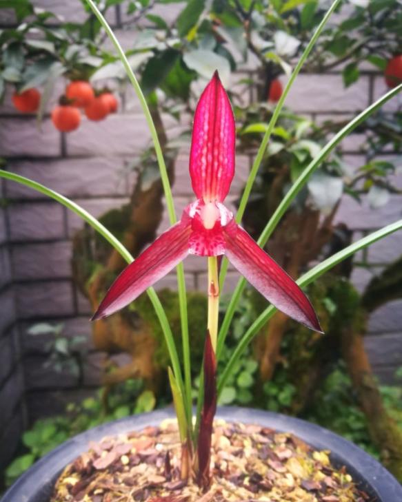 兰花品种大全莲瓣兰锦绣山河,最名贵十种兰花素兰