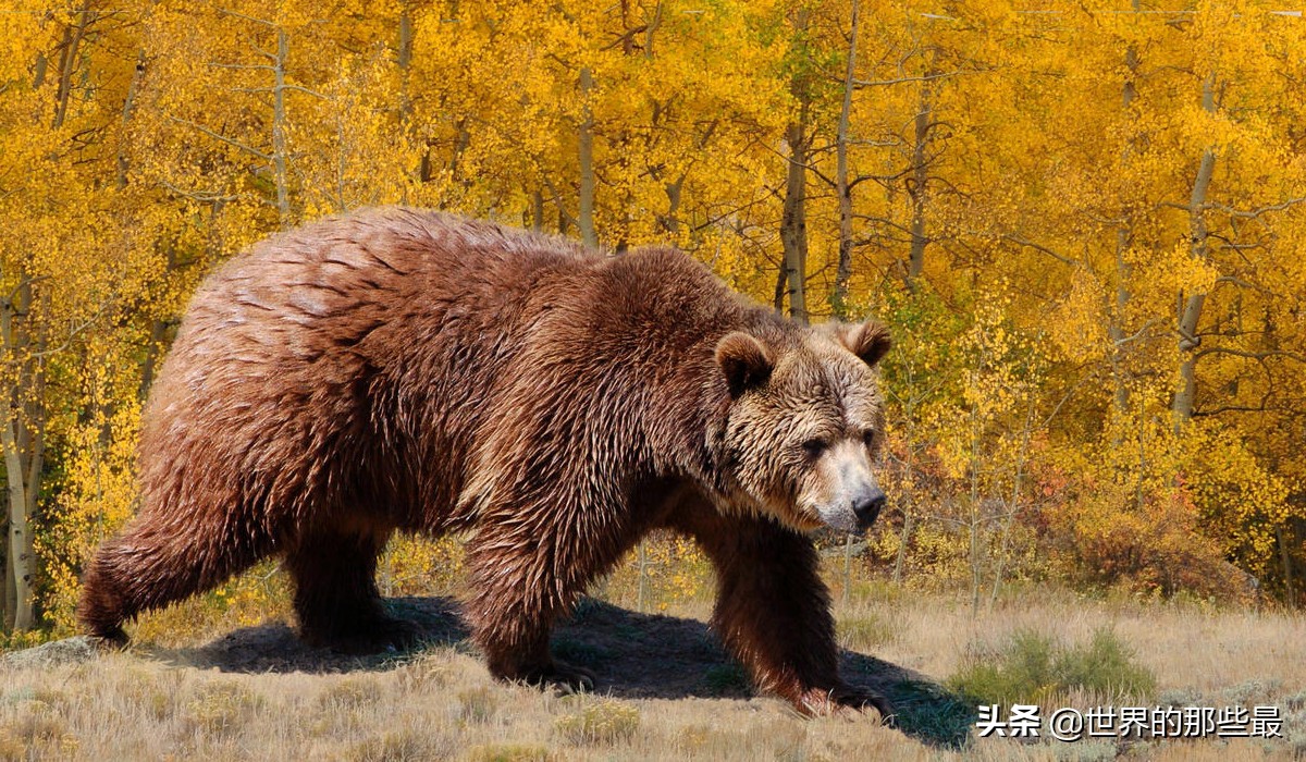 棕熊比老虎大多少,棕熊和老虎哪个力量大