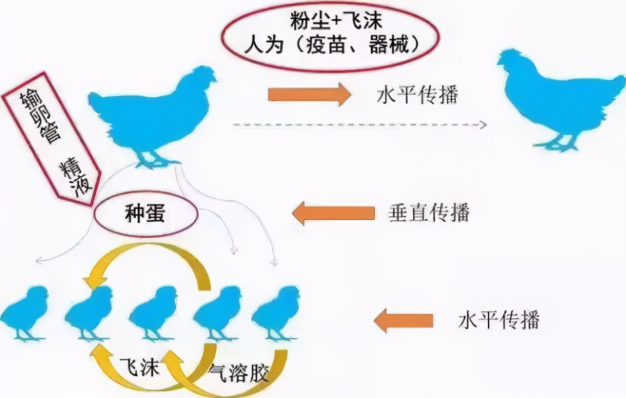 鸡群生病后有什么表现,鸡群出现瘫痪是怎么回事