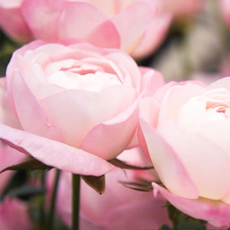 普通话幽默搞笑顺口溜,搞笑顺口溜押韵四川话短句