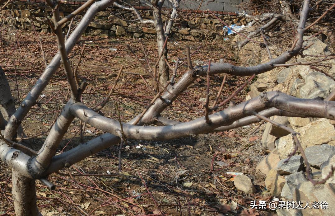 桃树长枝修剪视频,桃树长枝修剪方法
