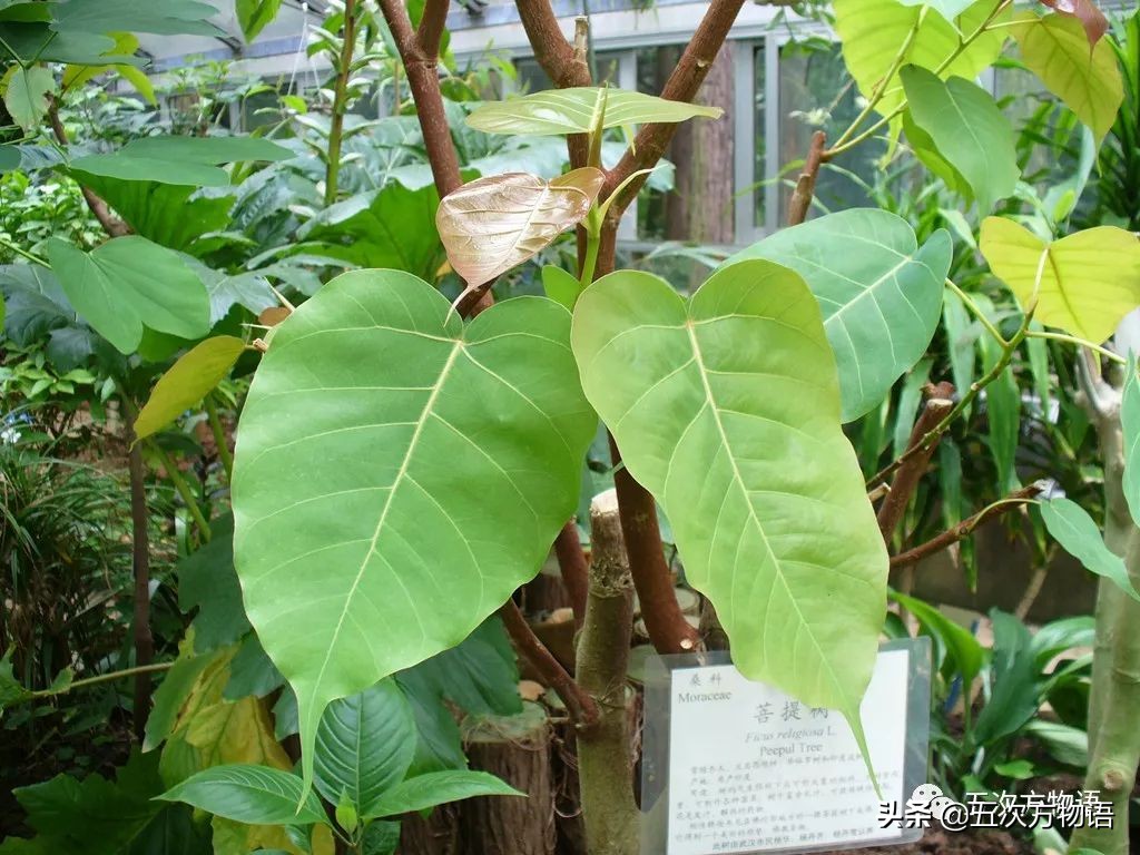 菩提树根手串怎样辨别真假,真实的菩提树