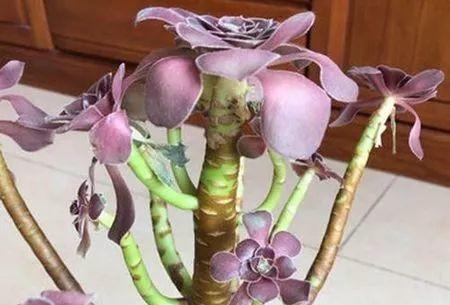 黑法师掉叶子黑腐怎么办,黑法师砍头后成光杆了还能发芽吗