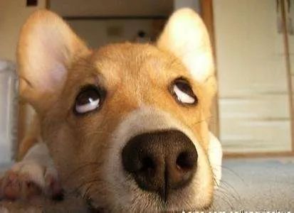 狗狗一兴奋就漏尿这是病吗,狗狗一兴奋就尿尿怎么回事