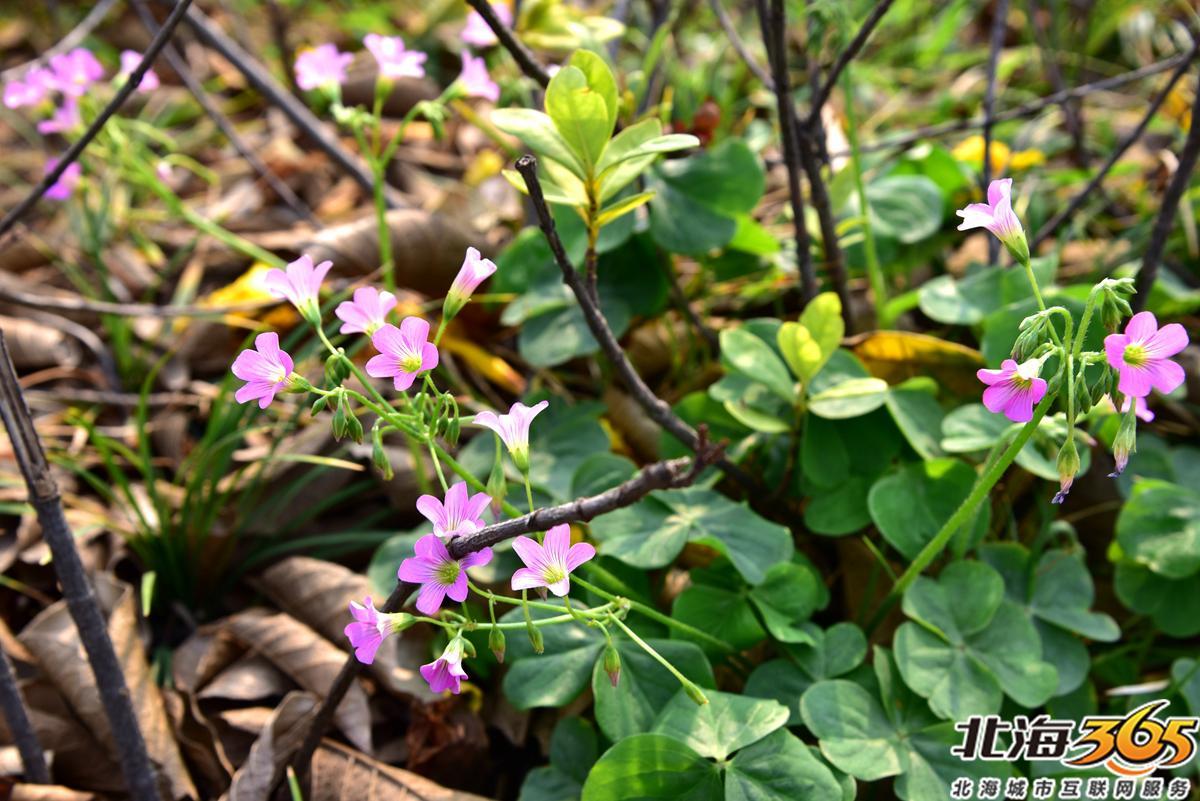 「多图」春天来了!北海街头的三角梅、黄花风铃开得好艳