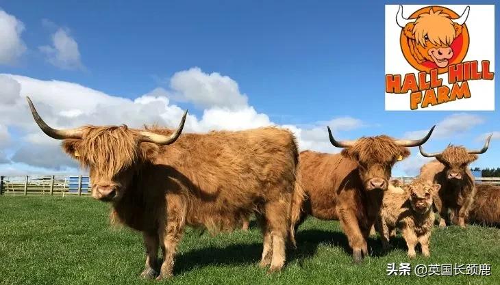 羊驼忧郁症,羊驼抑郁症治疗