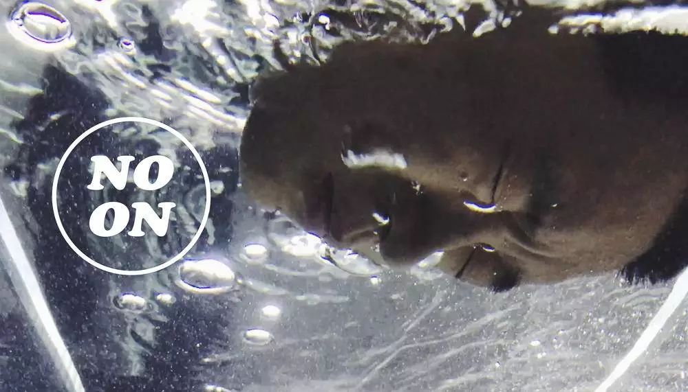 柴小雨FIRST征战记