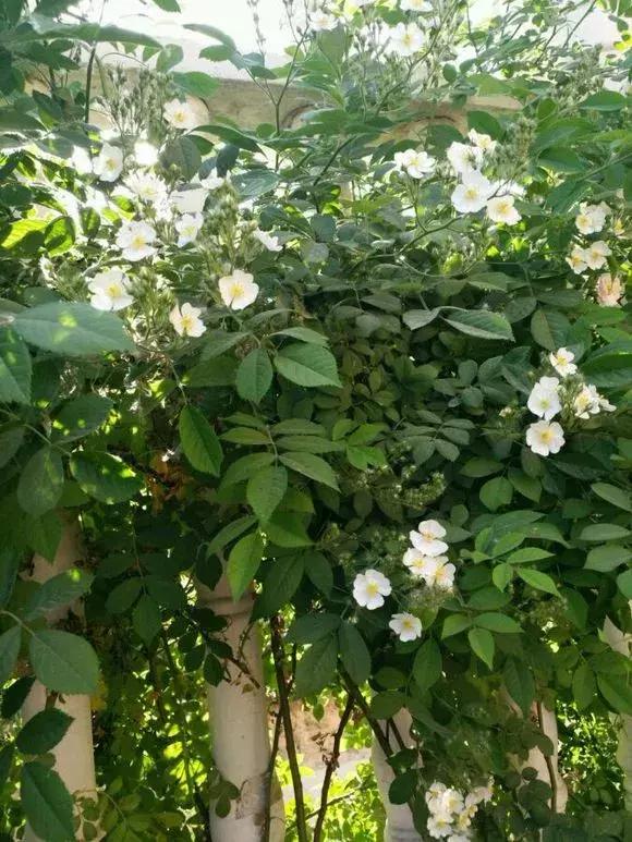 买假花月季,网上买的月季怎么处理