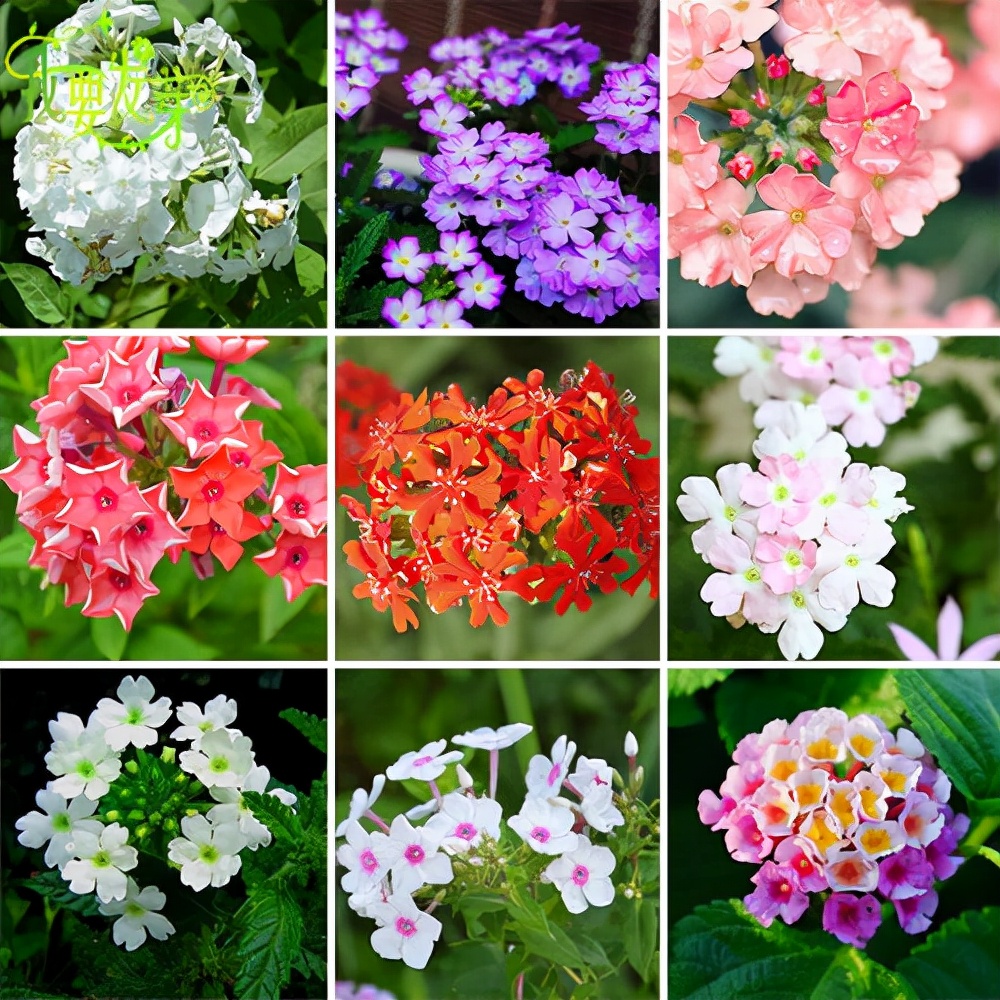 花卉绿植种植大全,温室常见的花卉