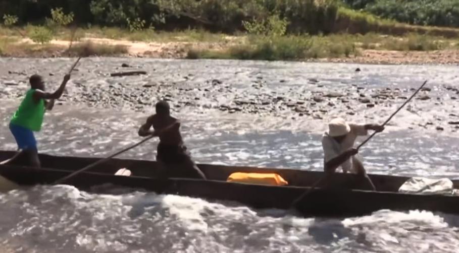 实拍非洲紫檀木*私走**全过程：护林员做*私走**，一根紫檀木赚三万