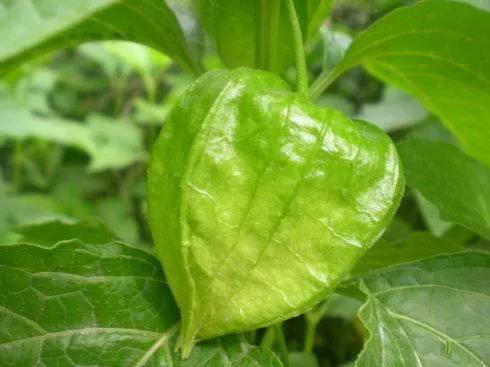 70后的记忆80年代,70后时代记忆