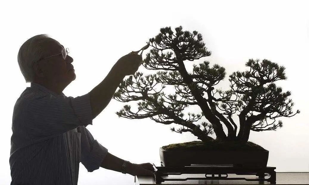 如何对盆景进行正确的修剪,盆景修剪造型入门视频