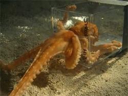 章鱼智商这么高为啥没人类厉害,章鱼有9个大脑还能自己编辑基因