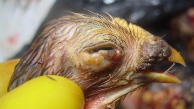 鸡有鸡痘的时候可以做鸡痘疫苗吗,怎么治疗鸡痘病