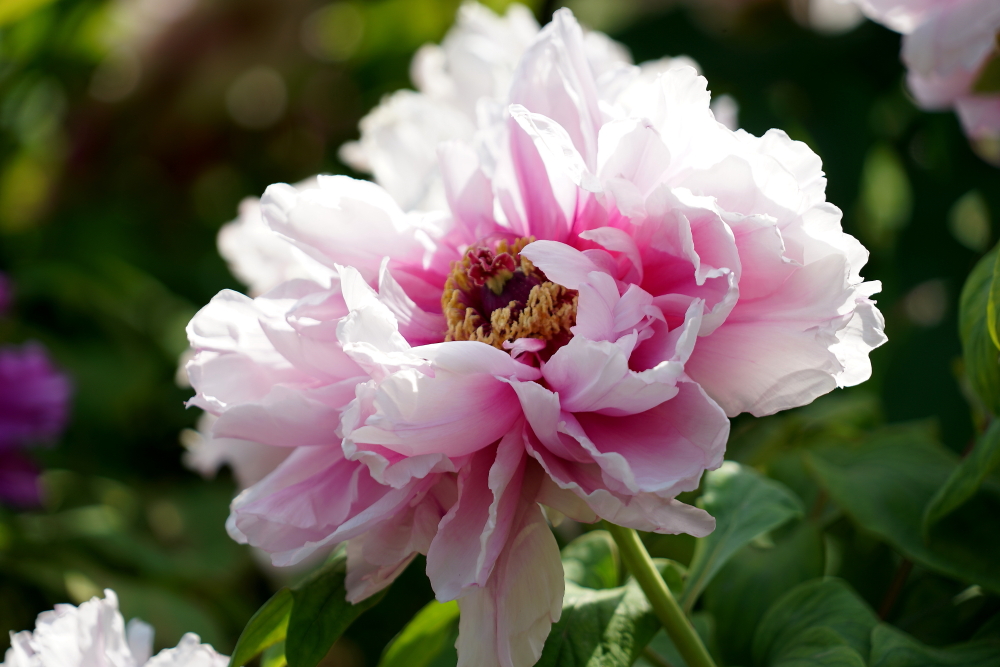 牡丹花；青山吹奏《太湖美》（C调）半音阶口琴演奏