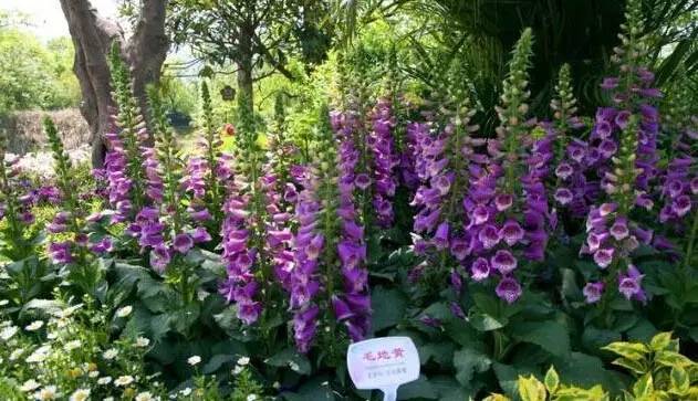 粉色和紫色的植物有哪些,紫色的植物有哪些品种