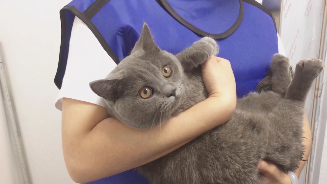 你真的会抱猫吗？5种常见的抱猫姿势，但3种都是错的