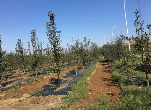 营口芮祥果蔬种植专业合作社：履行社会责任助力精准扶贫