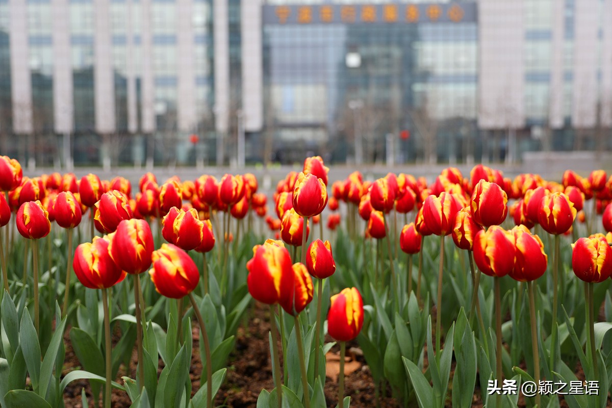 郁金香鲜花香味,郁金香鲜花诗情画意