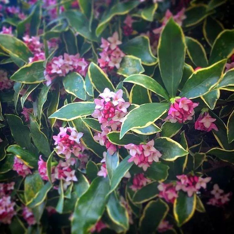 富贵大气的十种花,马上要开花的富贵花