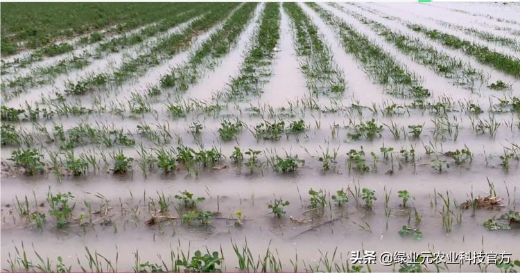 河南暴雨小麦被淹属于什么,雨水多了花生被淹了