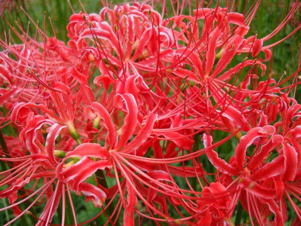 十种毒花不能养,十种大毒花家里经常养