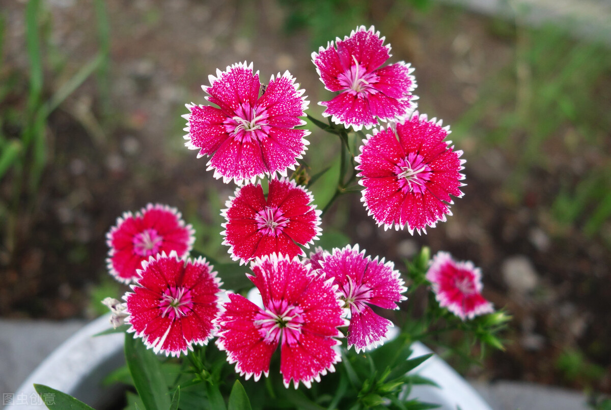 生日鲜花用哪几种花,代表友谊长存和生日快乐花语的花