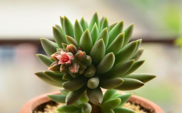 多肉越养越瘦怎么补救,多肉怎么养才不长太高