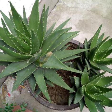 虎皮芦荟侧芽多了怎么移栽,怎样移栽芦荟的侧芽