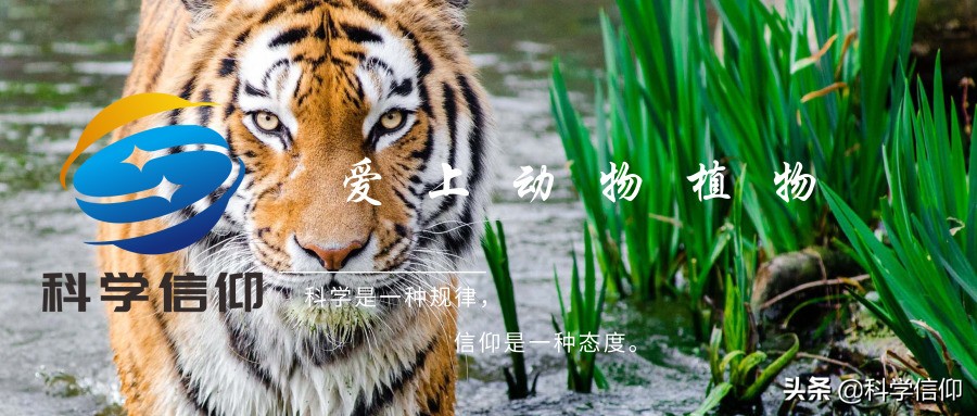 遇到熊如何自救,遇到熊如何保命装死有用吗