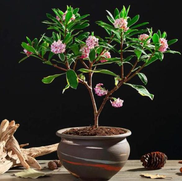 金边瑞香盆栽怎么养才能开花,金边瑞香花怎么养开花最棒