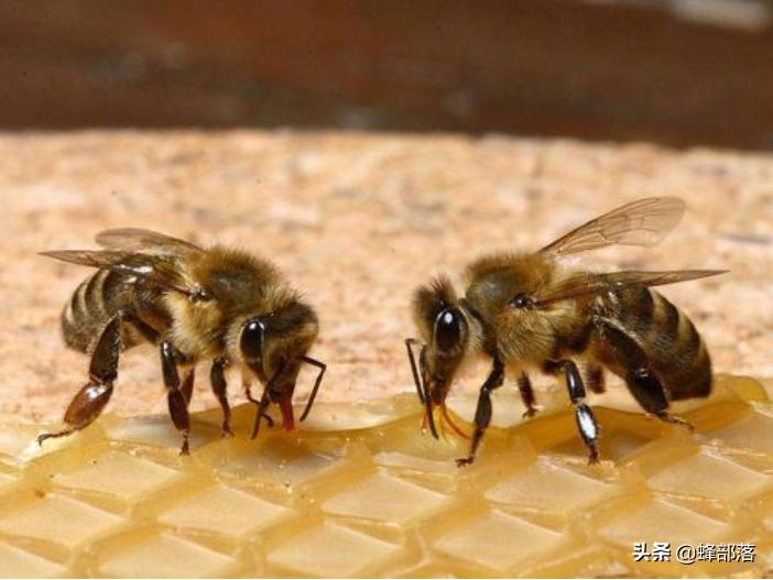 入侵美国的物种,成功入侵美国的三种昆虫