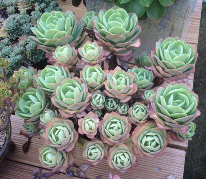 看到这10种花就买好养漂亮不怕冷,碰到这几种花千万别扔