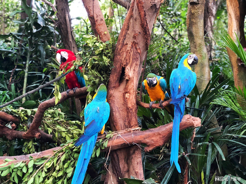 打卡国内热门榜1亲子游--广州长隆旅行攻略附带震撼价格！