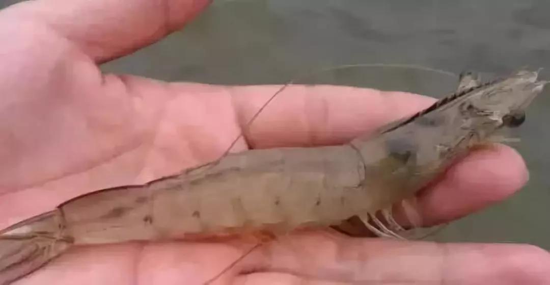 对虾发生空肠空胃,对虾空肠空胃掉苗怎么处理