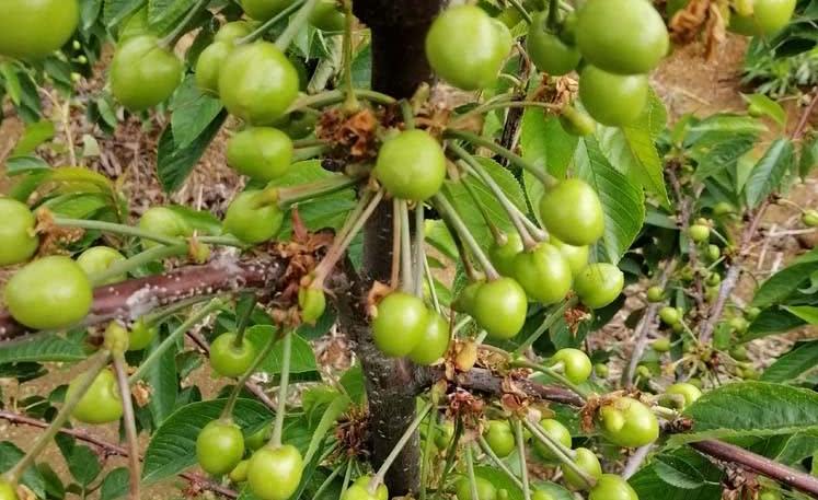 樱桃硬核期过后,露天樱桃强力膨果增色剂