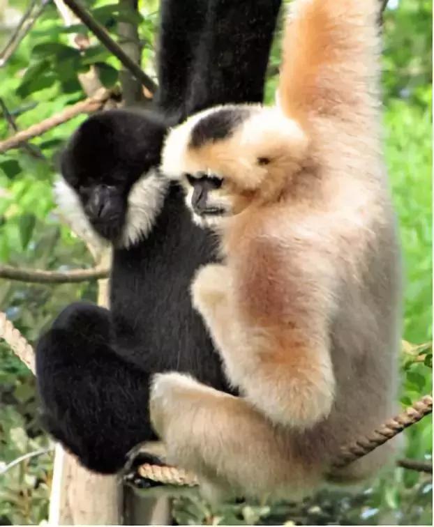 这些动物明明是“夫妻”，却没有长出一副“夫妻相”！