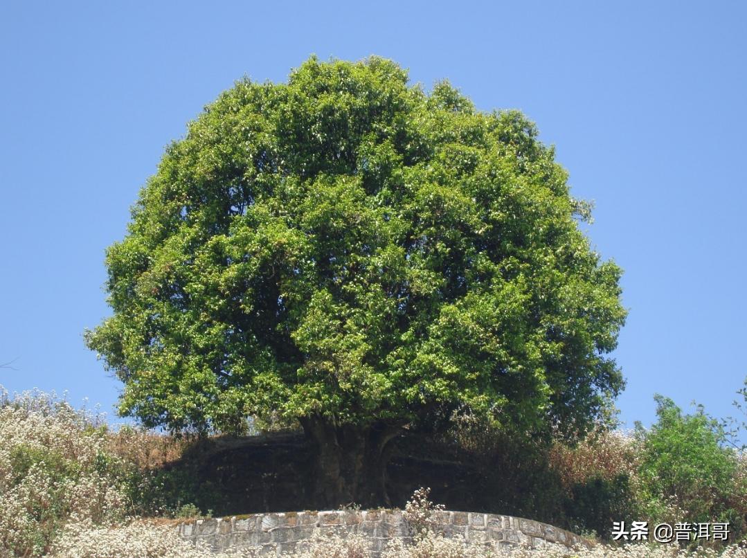 你想了解的普洱茶知识都在这里了,普洱茶的来龙去脉