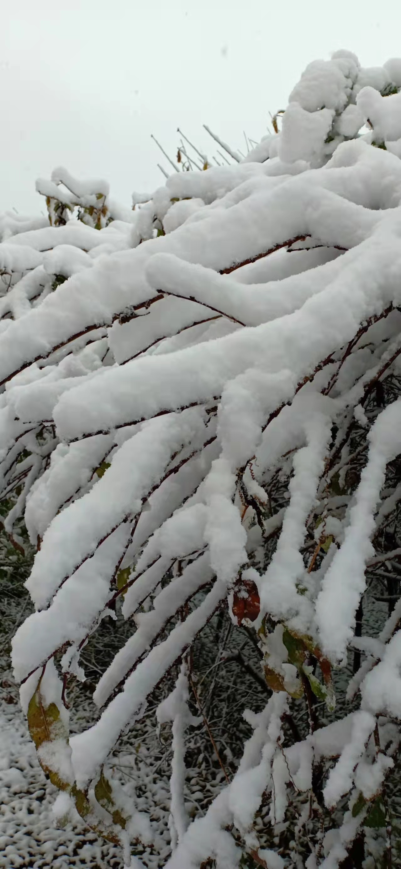 七绝立冬感怀新韵,五绝立冬感怀