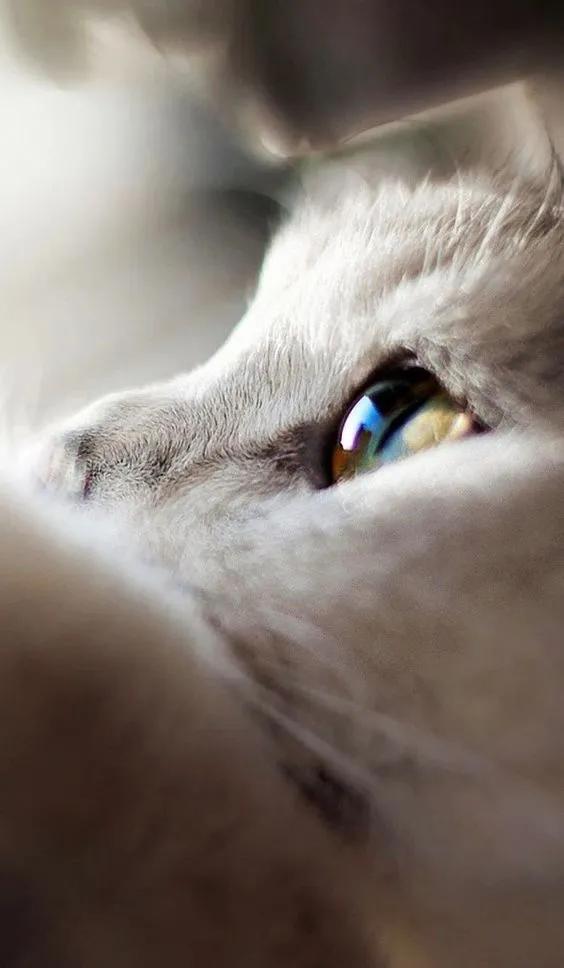 猫咪眼中的漂亮猫咪是什么样的,猫咪猫眼照片