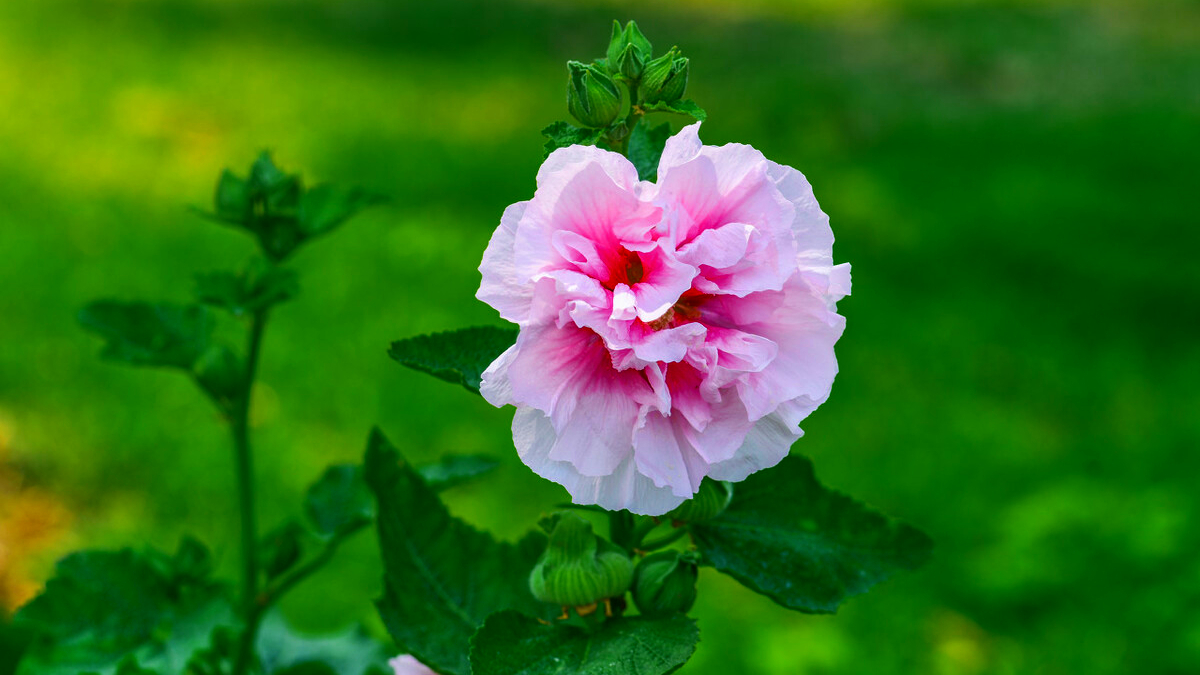 关于蜀葵的诗词名句,蜀葵经典诗词