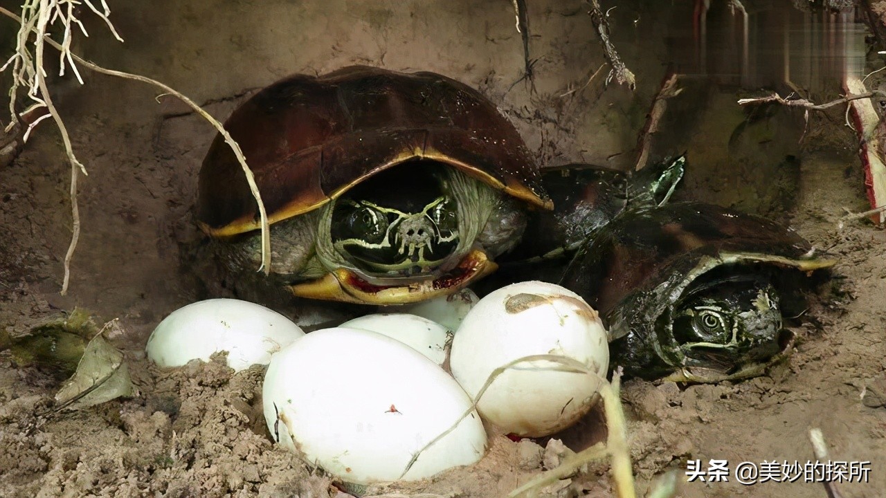 我国现有野生巴西龟,今年的巴西龟有多少只