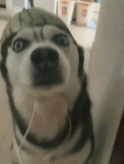 网评“无攻击性”的3种狗，性格温顺，养过的人都懂