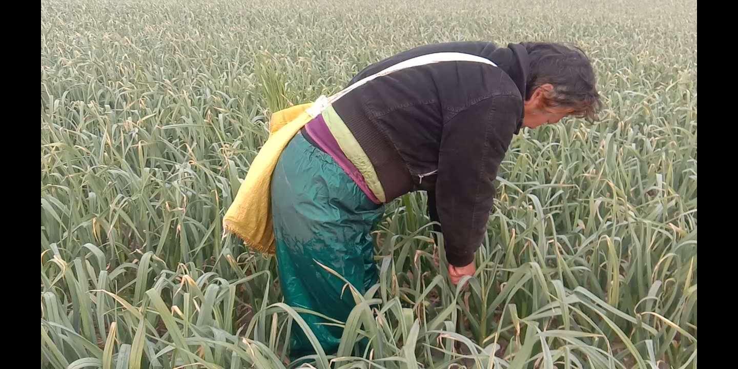 蒜农抽蒜薹腰眼疼手打泡,抽蒜薹抽一根折一根还带叶子,真闹心。