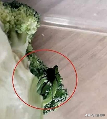 加拿大最危险五大动物,全球十大危险有毒动物